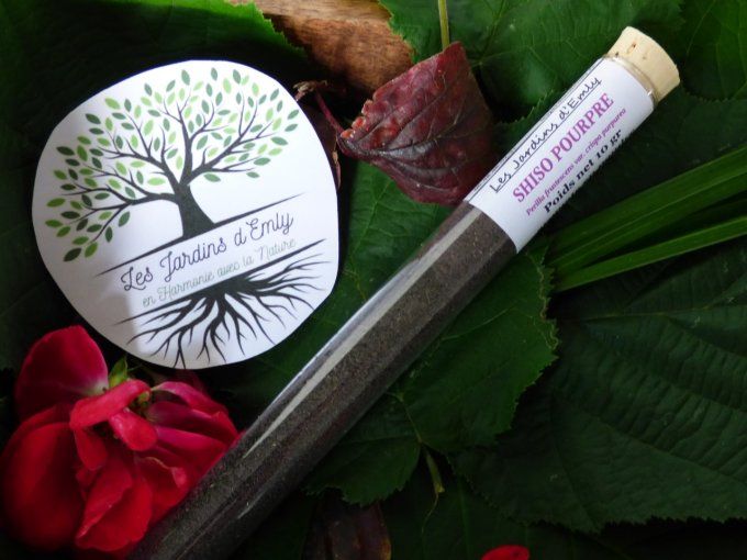 SHISO POURPRE en poudre 10 gr
